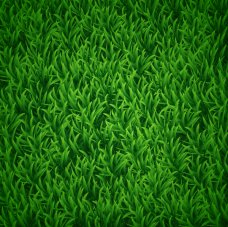 Vector Grass Background in Adobe Illustrator