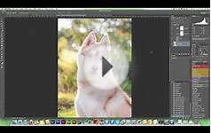 Free Tutorial - Rescue Dog Adoptable Shoot - Photoshop CS6